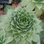 Close-up of a Hopewell Hens & Chicks silver-green rosette. 