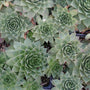 Hopewell Hens & Chicks silver-green rosettes. 