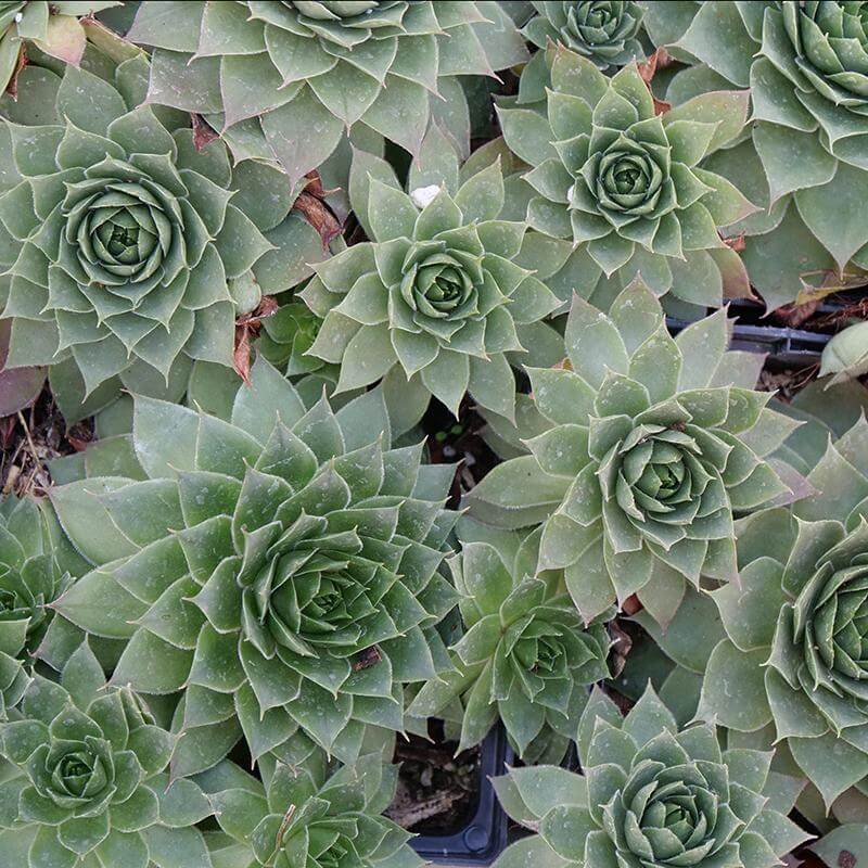 Hopewell Hens & Chicks silver-green rosettes. 