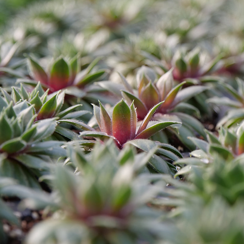 kalinda succulent 'Kalinda' Hens & Chicks