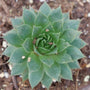 Gros plan sur une rosette verte de joubarbe Sunset Hens & Chicks. 