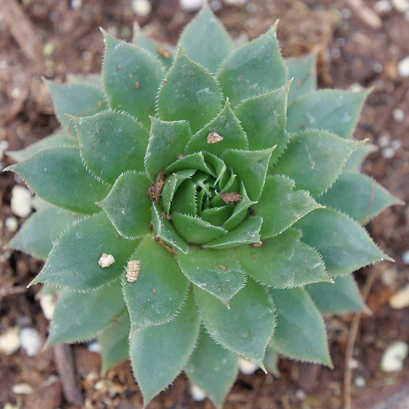 Gros plan sur une rosette verte de joubarbe Sunset Hens & Chicks. 