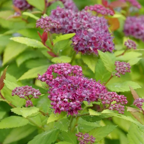 Close up of the many Double Play Dolly Spirea blooms.