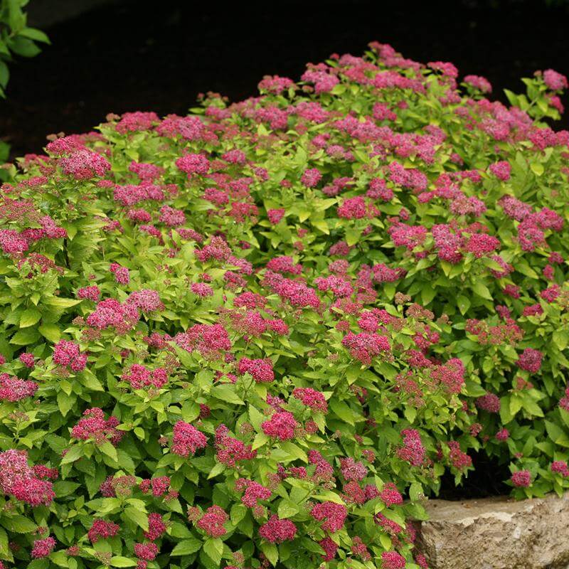 Double Play Gold Spirea with gold foliage and pink flower clusters. 