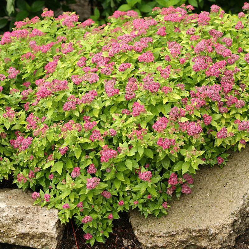 Double Play Gold Spirea with bright gold foliage and vibrant pink flower clusters. 