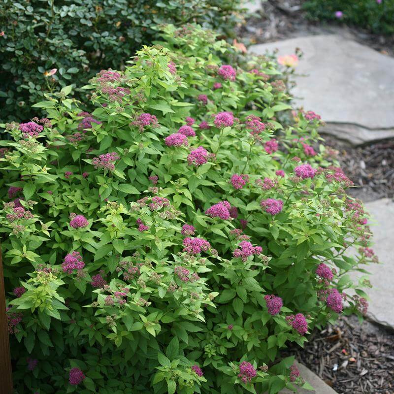 Double Play Gold Spirea with vibrant gold foliage and pink flowers in a garden. 
