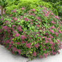 Double Play Red Spirea with deep red-pink flowers in a landscape. 