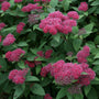 Close-up of Double Play Red Spirea's deep red-pink flowers and rich green foliage.