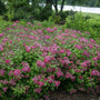 Double Play Red Spirea with rich green foliage and deep red-pink flower clusters in a landscape. 