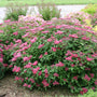 Double Play Red Spirea in a landscape. 