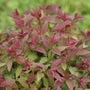 Close-up of the handsome burgundy new foliage of Double Play Red Spirea. 