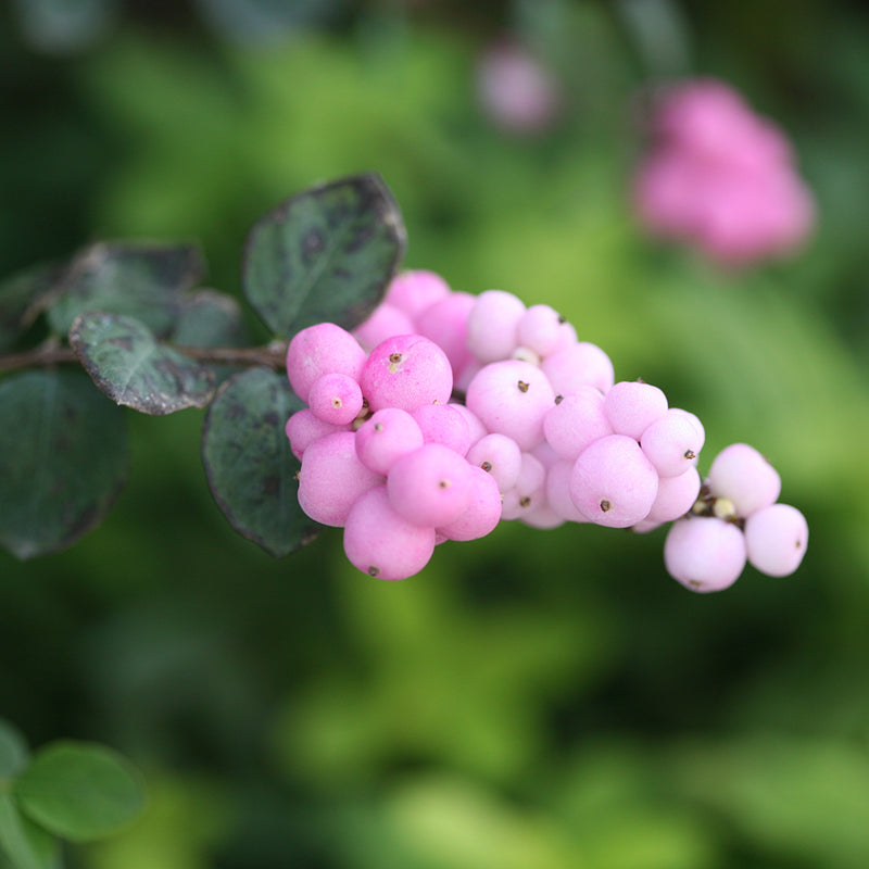 Proud Berry® Coralberry boasts eucalyptus like foliage and bright pink berries in fall.