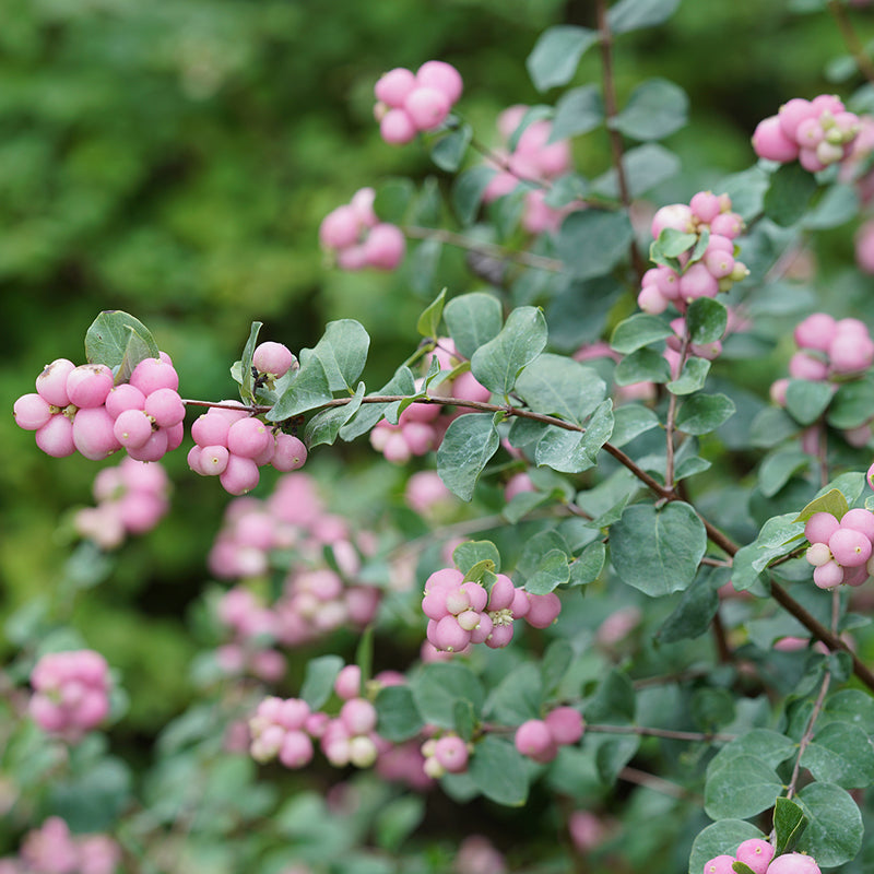 Proud Berry® Coralberry boasts eucalyptus like foliage and bright pink berries in fall.