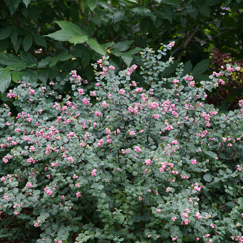 Proud Berry® Coralberry boasts eucalyptus like foliage and bright pink berries in fall.