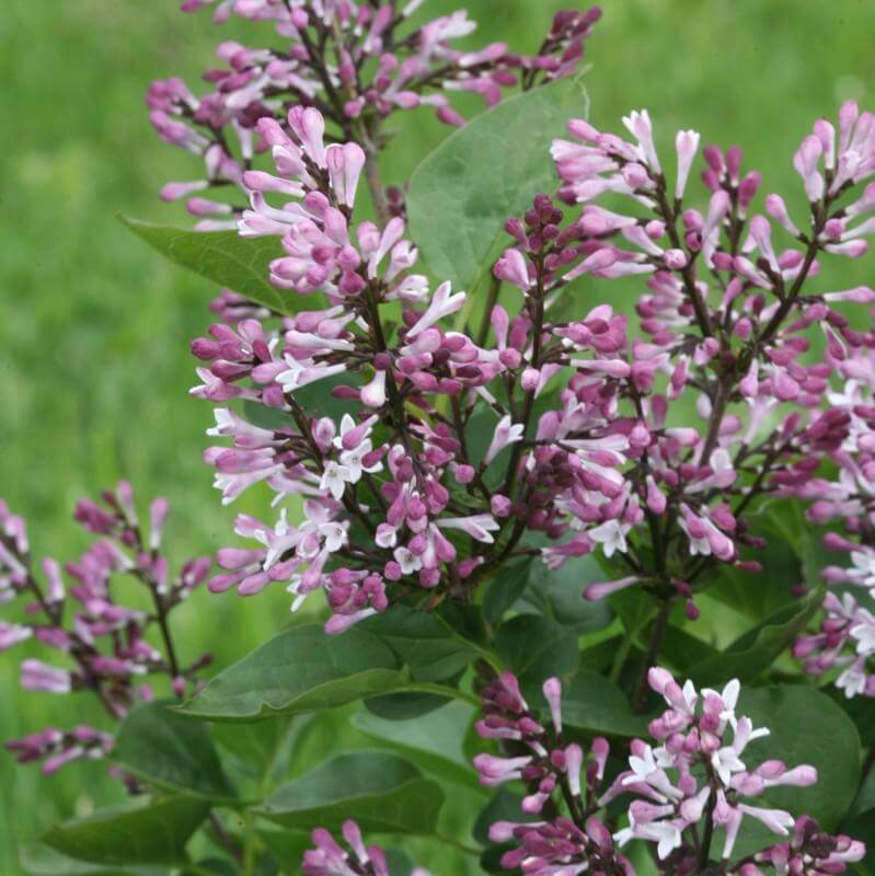 Close-up of the dark purple blooms of Baby Kim Lilac. 