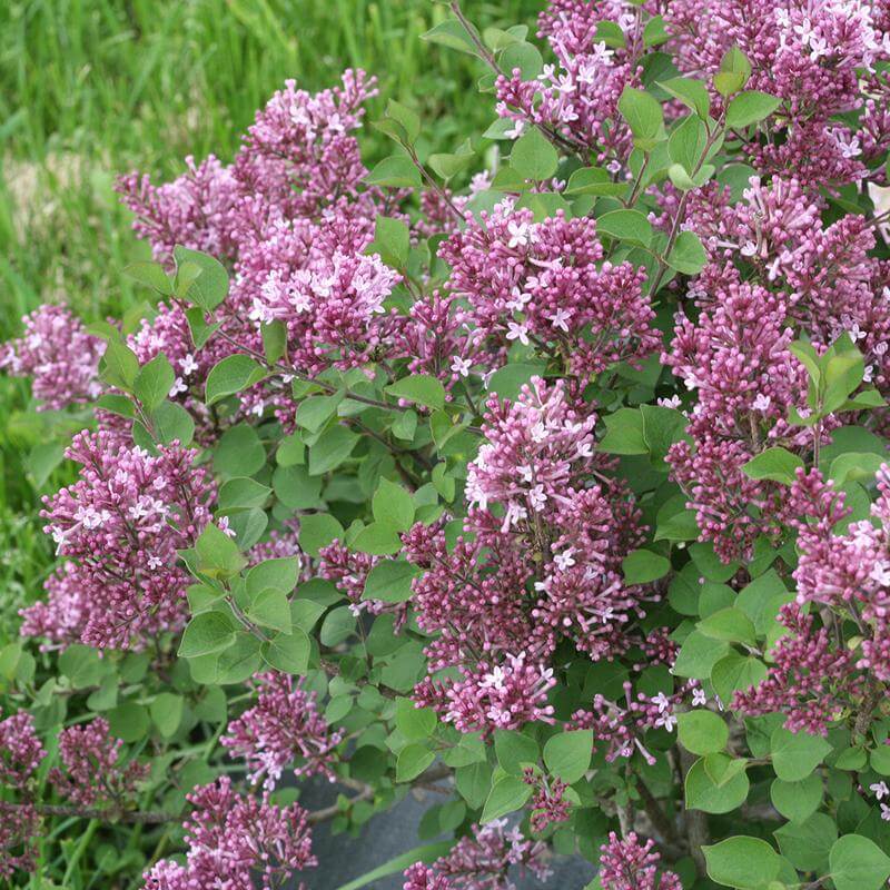 Lilas remontant Bloomerang Dwarf Purple, à grappes de fleurs violettes et feuillage vert. 