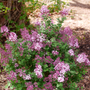 Bloomerang Purpink Lilac is deer resistant.