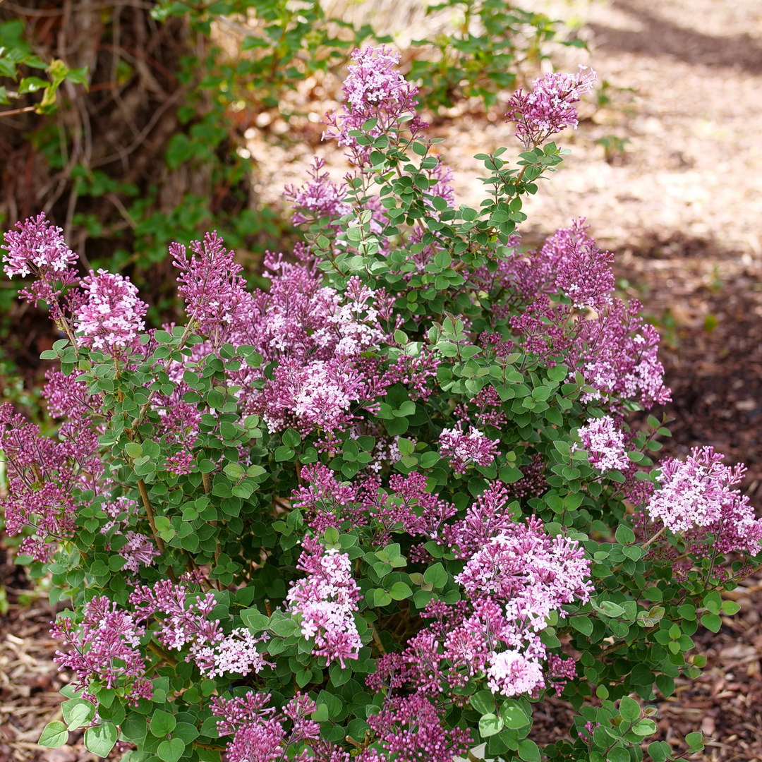 Bloomerang Purpink Lilac is deer resistant.
