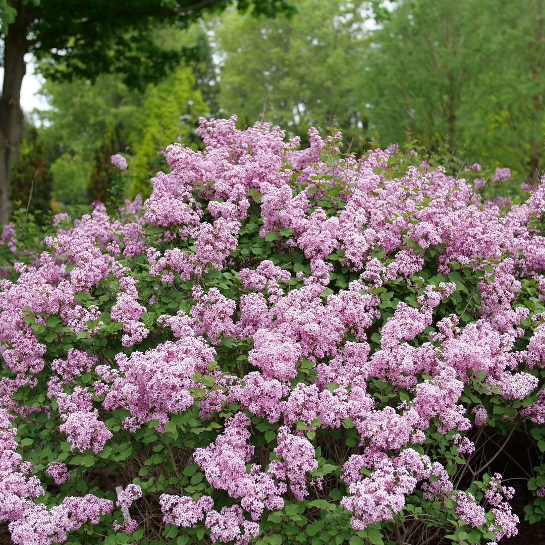 Bloomerang Purpink Lilac has hundreds of purple and pink flowers.