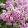 Bloomerang Purpink Lilac has hundreds of purple and pink flowers.