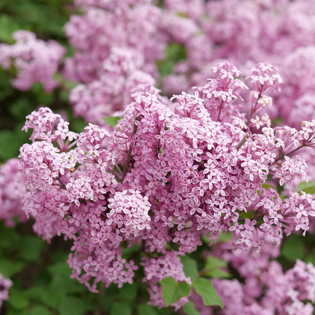 Bloomerang Purpink Lilac has hundreds of purple and pink flowers.