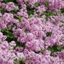 Bloomerang Purpink Lilac is low maintenance.