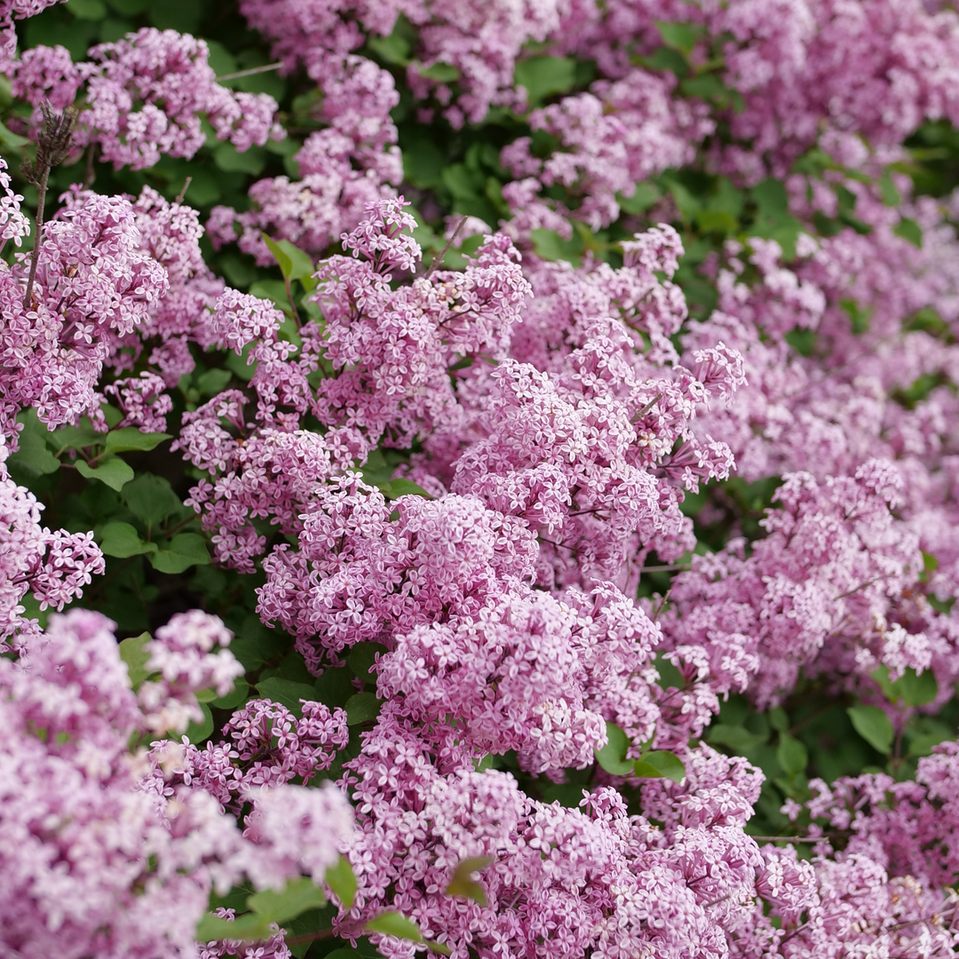 Bloomerang Purpink Lilac is low maintenance.