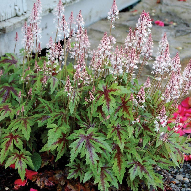 Sugar & Spice Foamflower with fresh green leaves that have splashes of burgundy markings. 