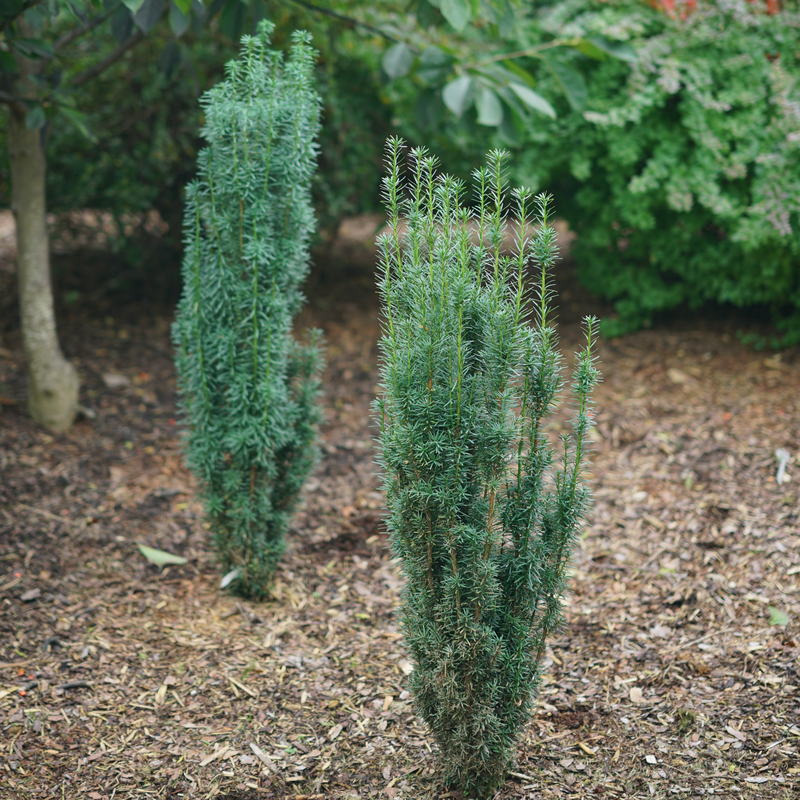 Two Stonehenge Skinny yew plants in a landscape.
