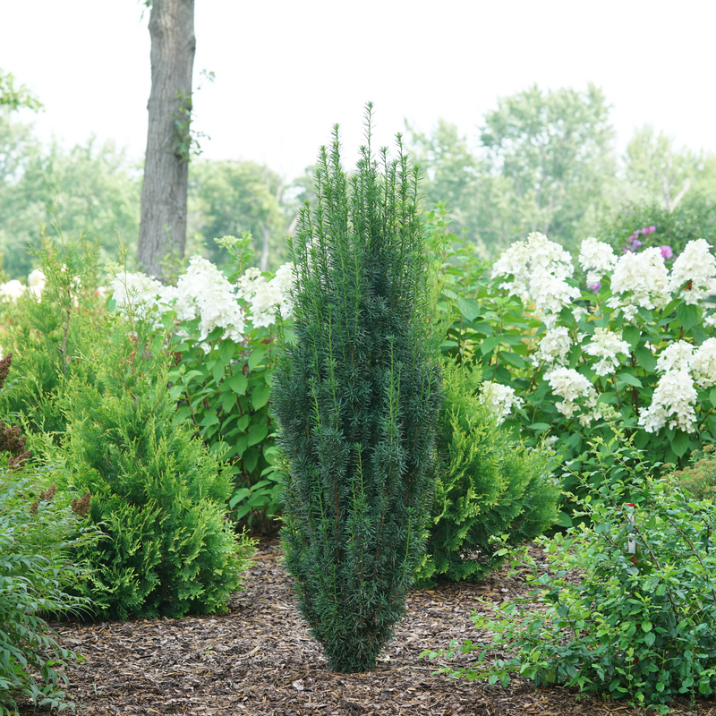 Stonehenge Skinny yew is a space saving evergreen that naturally grows as a narrow column.