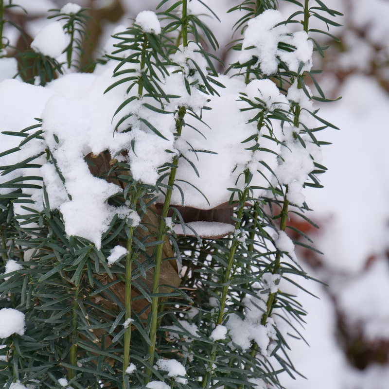 The evergreen foliage of Stonehenge Skinny yew covered in snow. 