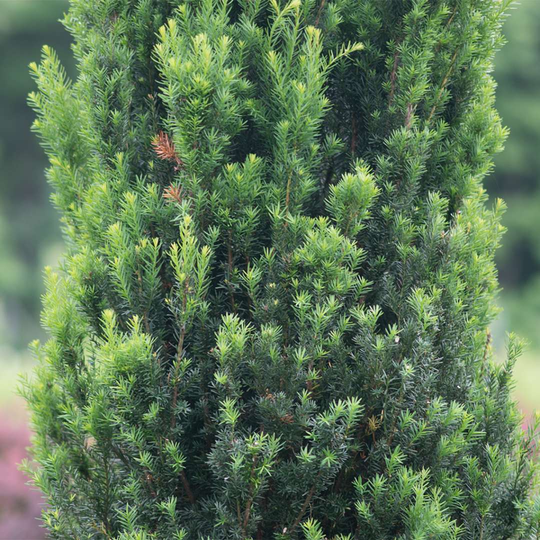 Stonehenge® Yew is the perfect space-saving shrub that grows in a columnar upright habit , plus it maintains it's good looks all year round.