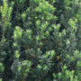 Close up of the lush green foliage of Stonehenge® Yew .