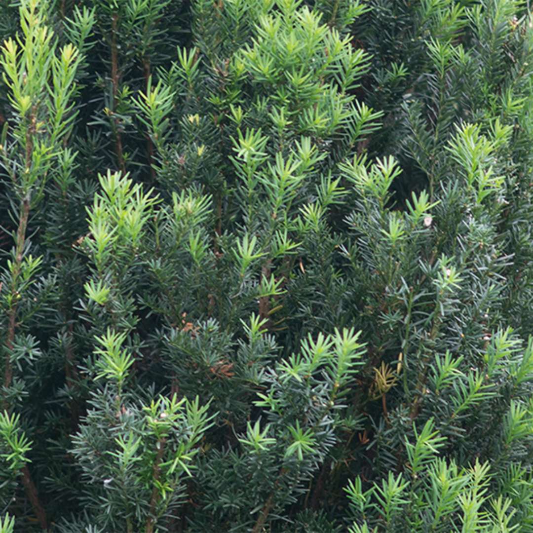 Close up of the lush green foliage of Stonehenge® Yew .