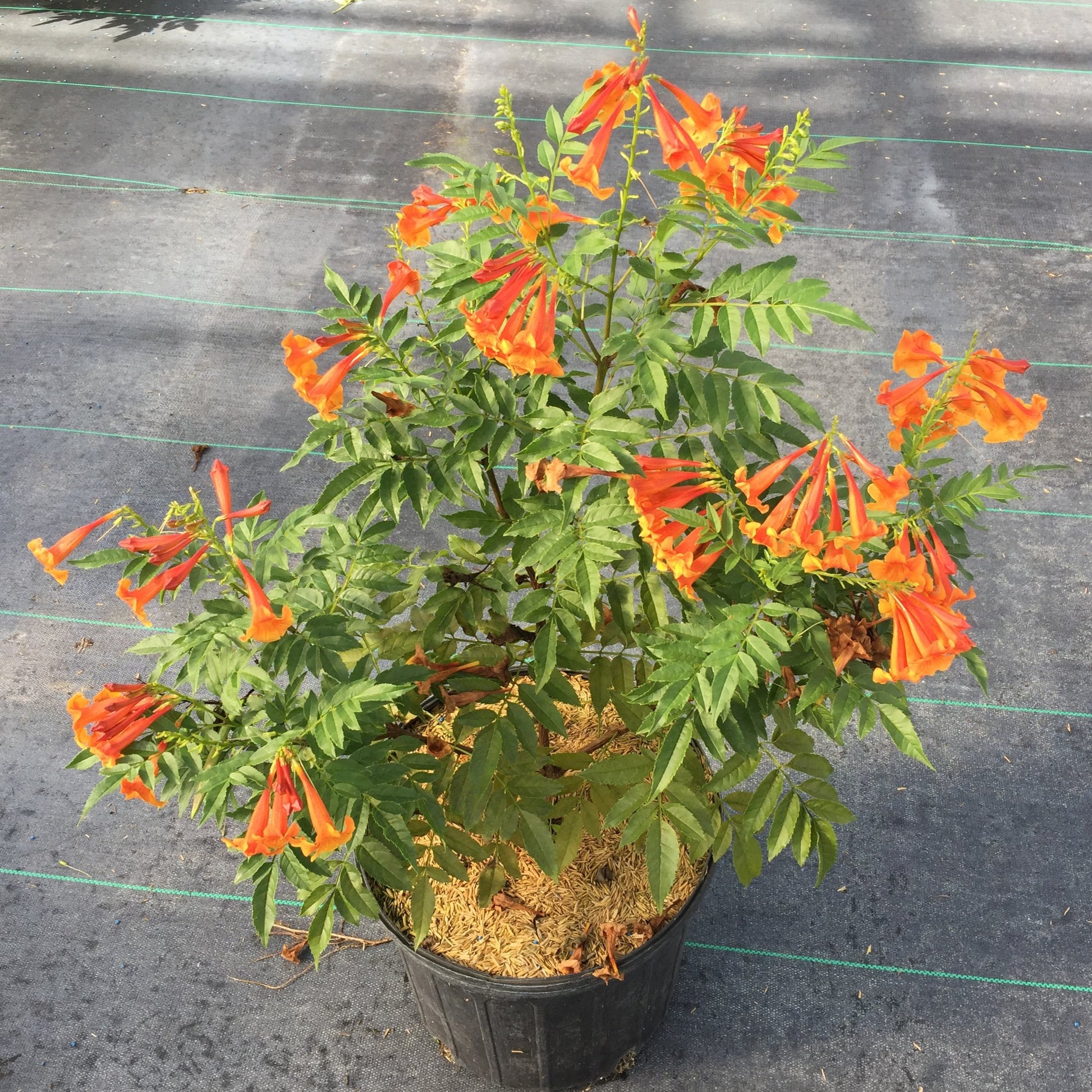 Chicklet Orange Trumpet Bush with orange trumpet-like blooms in a nursery pot in a greenhouse. 
