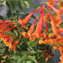 Close-up of Chicklet Orange Trumpet Bush with bright orange blooms. 
