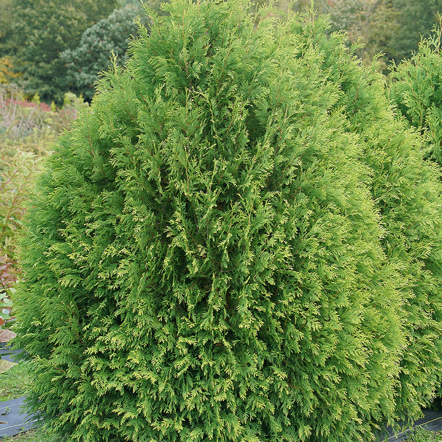Thuyas « Cheer Drops » en forme de larme dans un jardin d'essai. 