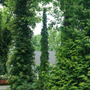 Sting™ Arborvitae (Thuja) makes a statement in the landscape with a narrow habit.