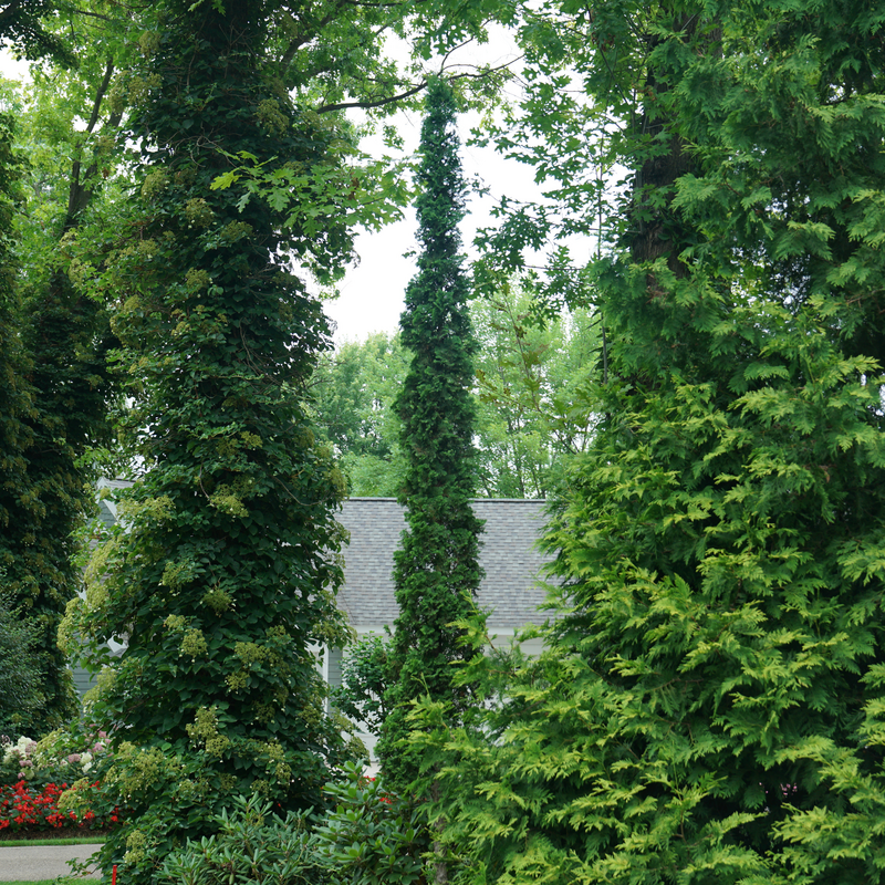 Sting™ Arborvitae (Thuja) makes a statement in the landscape with a narrow habit.