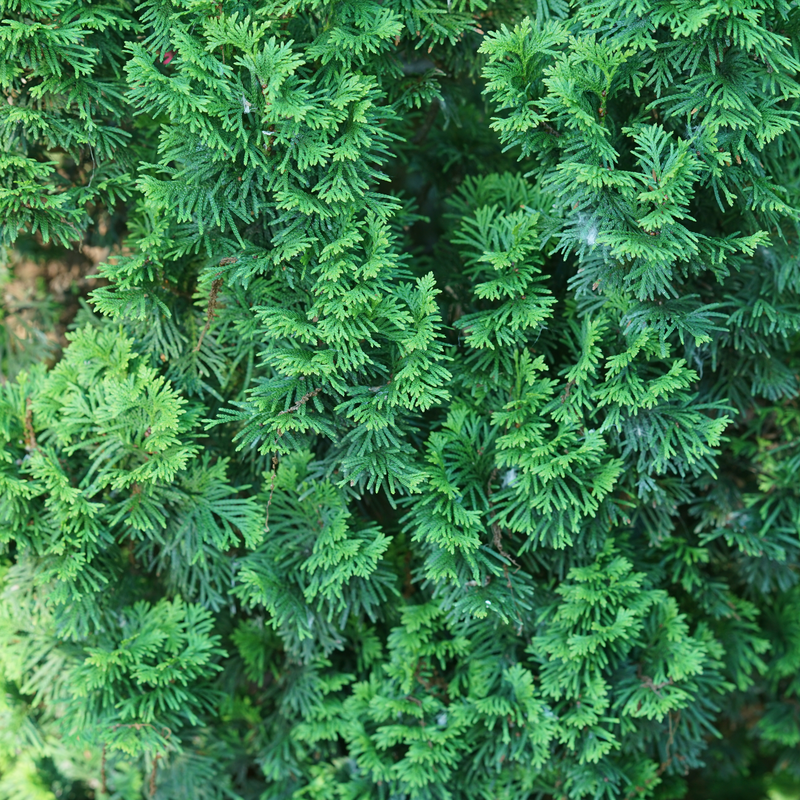 Sting™ Arborvitae has lush evergreen foliage.