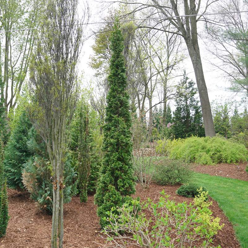 Sting™ Arborvitae (thuja) is a wonderful specimen plant for the garden.