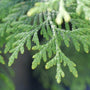 Close-up of the lush green foliage of Thuja American Pillar. 