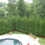 Rows of Thuja American Pillar creating a privacy hedge around a swimming pool. 