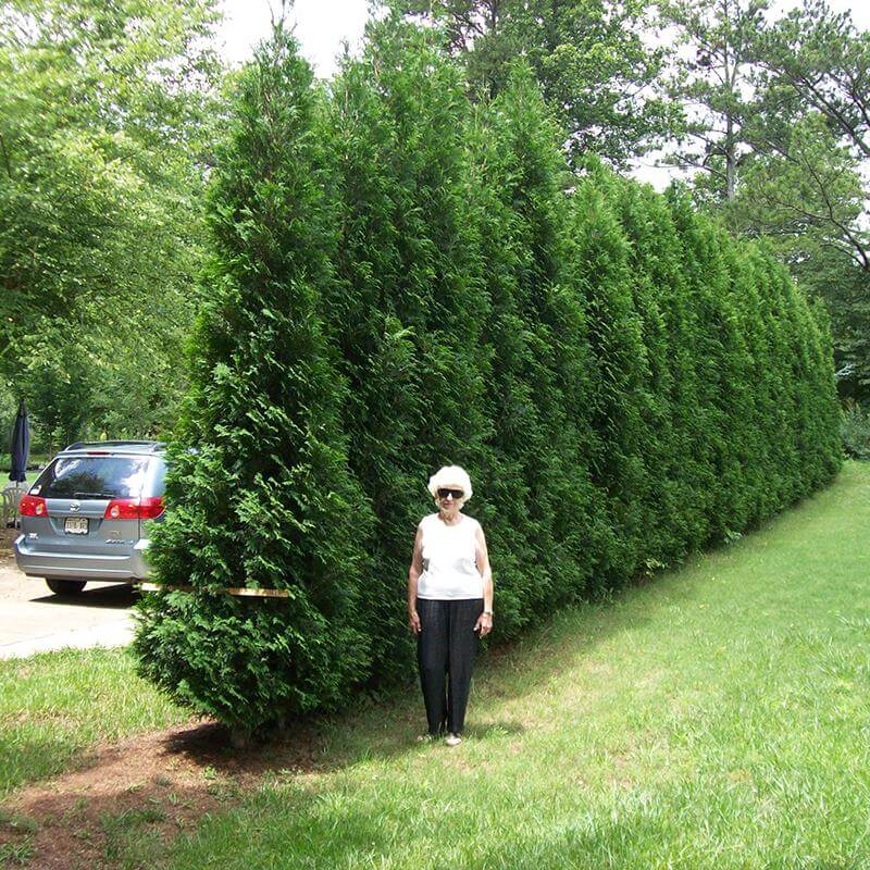A woman standing next to a privacy hedge of Full Speed A Hedge American Pillar Arborvitae. 