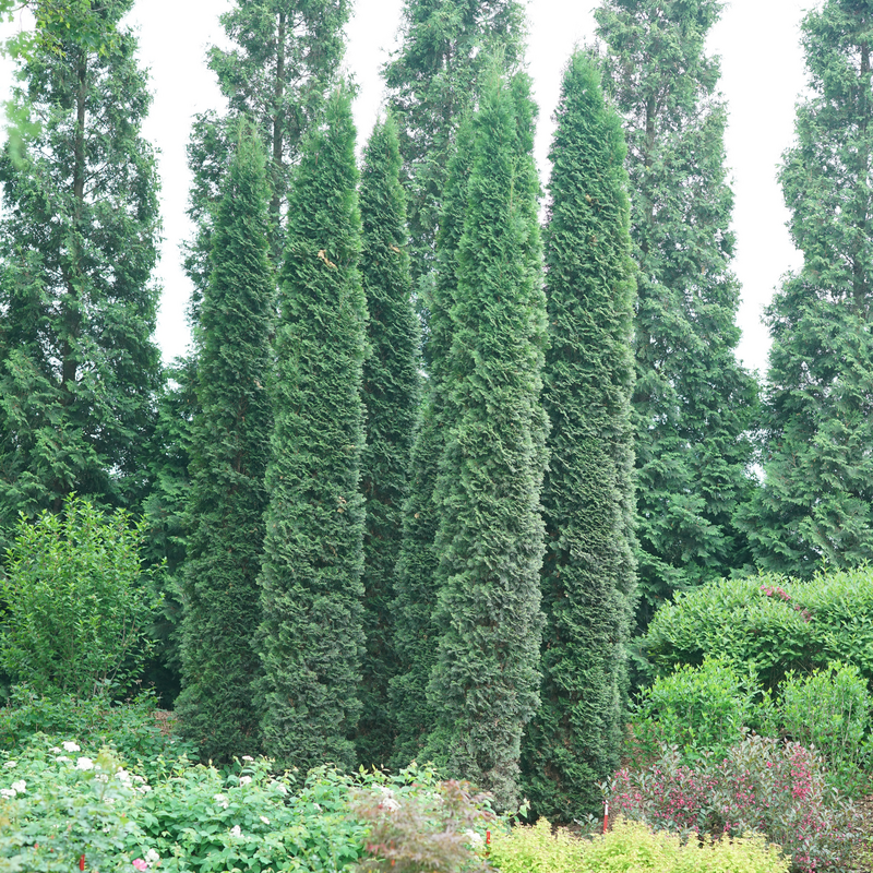 Full Speed A Hedge Thin Man Arborvitae in a group in a landscape. 