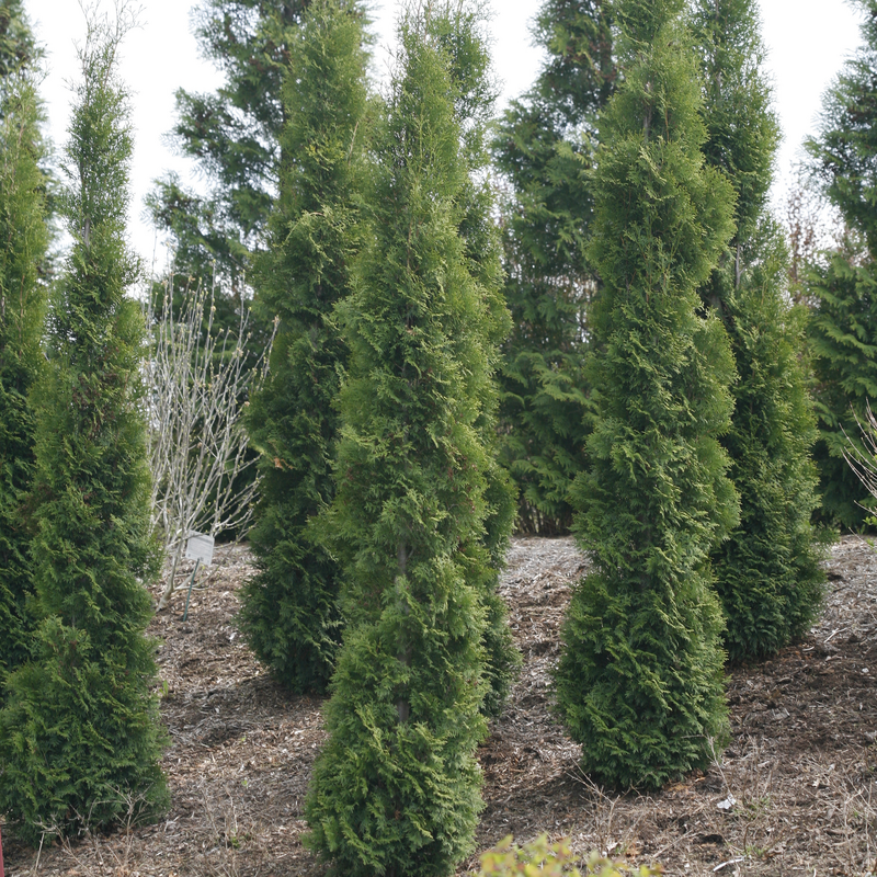 Full Speed A Hedge® 'Thin Man' Arborvitae