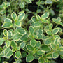 Lemon Thyme is an excellent groundcover adding zest to your garden. 