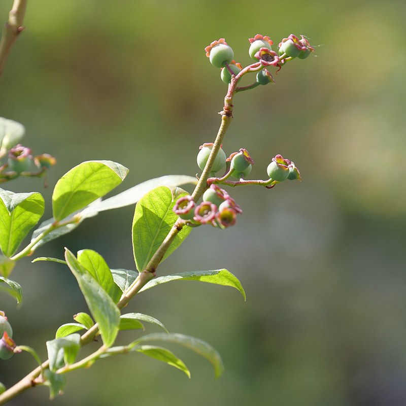 The ‘Duke’ Blueberry yields mildly tart dark-blue fruit earlier than other varieties.