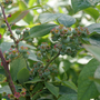  ‘Elliot’ blueberries plants ripens late in the season compared to other blueberry varieties.