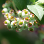 The 'Elliot' blueberries grow in clusters.